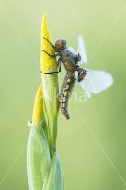 Platbuik (Libellula depressa)