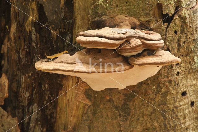Platte tonderzwam (Ganoderma lipsiense)