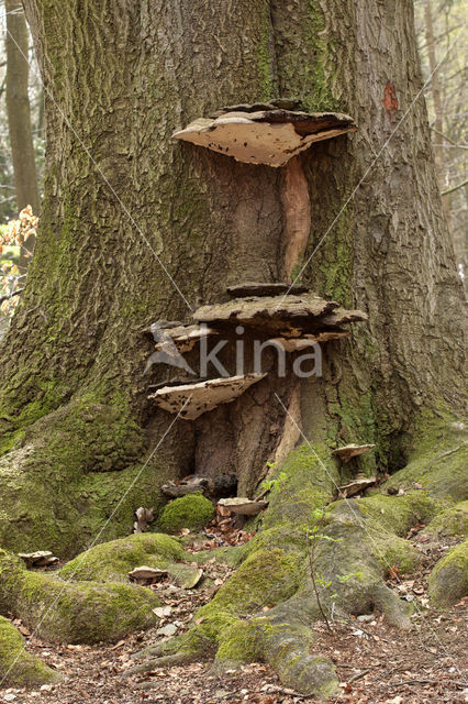 Platte tonderzwam (Ganoderma lipsiense)