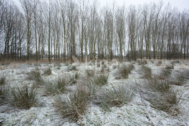 Poplar (Populus spec.)