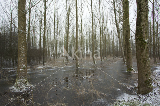Populier (Populus spec.)
