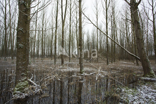 Poplar (Populus spec.)