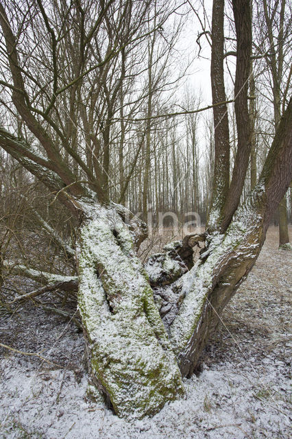 Poplar (Populus spec.)