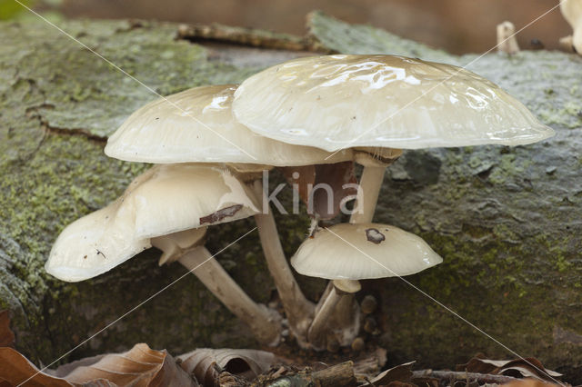 Porcelain fungus (Oudemansiella mucida)