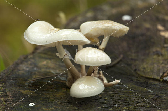 Porcelain fungus (Oudemansiella mucida)