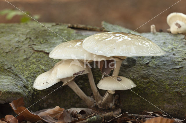 Porcelain fungus (Oudemansiella mucida)