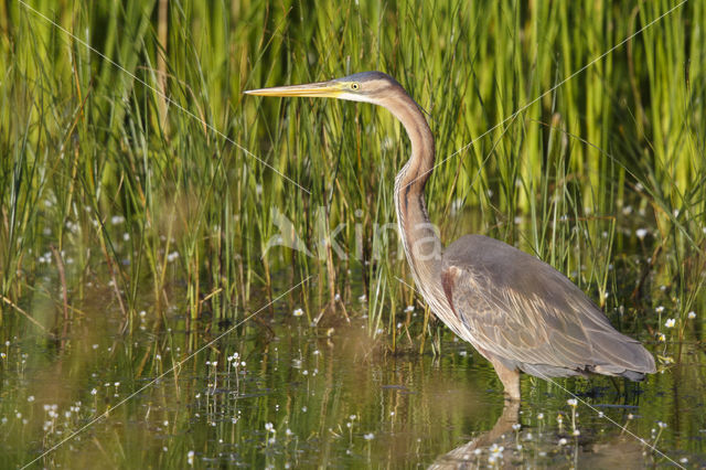 Purperreiger (Ardea purpurea)