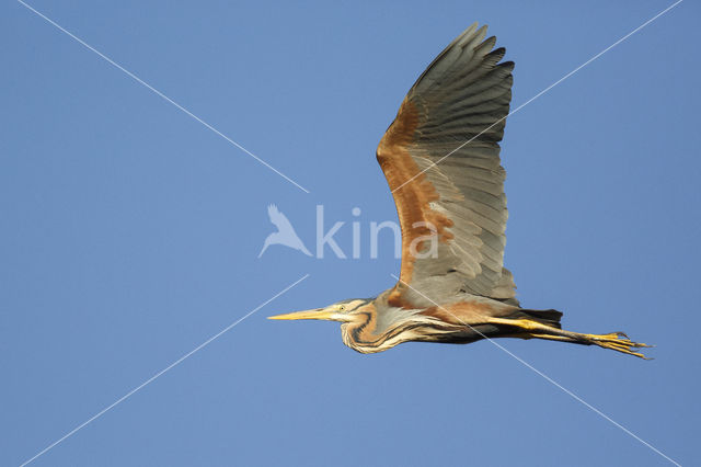 Purple Heron (Ardea purpurea)