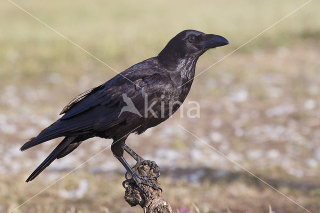 Raaf (Corvus corax)