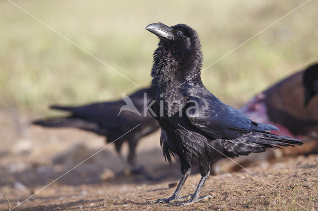 Raaf (Corvus corax)