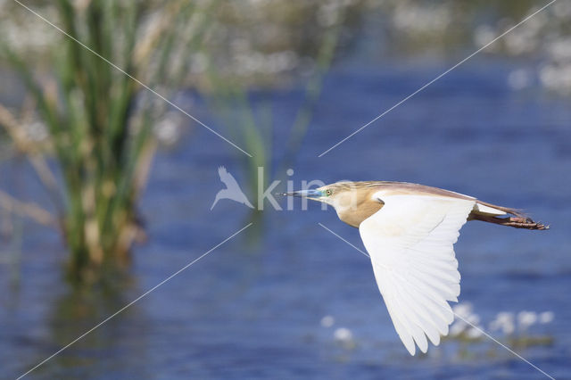 Squacco Heron (Ardeola ralloides)