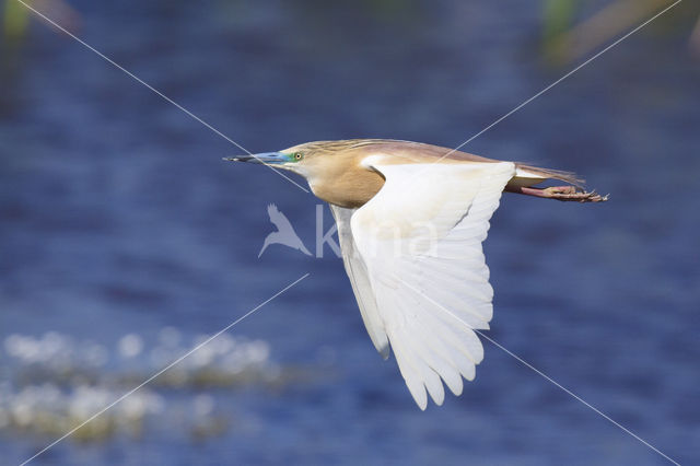 Squacco Heron (Ardeola ralloides)