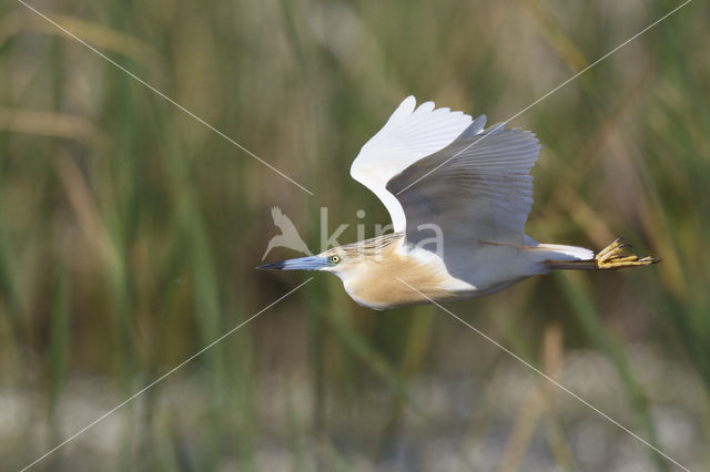 Squacco Heron (Ardeola ralloides)