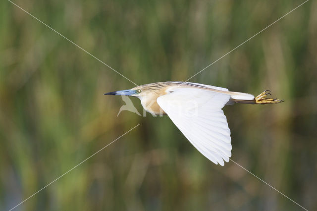 Squacco Heron (Ardeola ralloides)