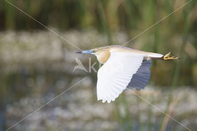 Squacco Heron (Ardeola ralloides)