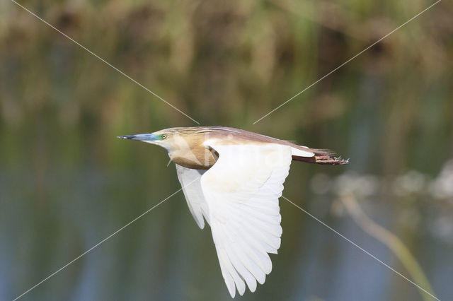 Squacco Heron (Ardeola ralloides)