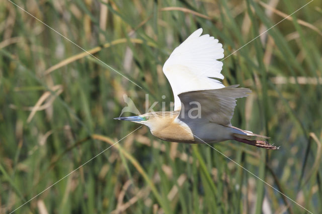 Squacco Heron (Ardeola ralloides)