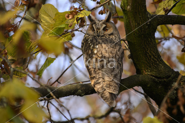 Long-eared Owl (Asio otus)