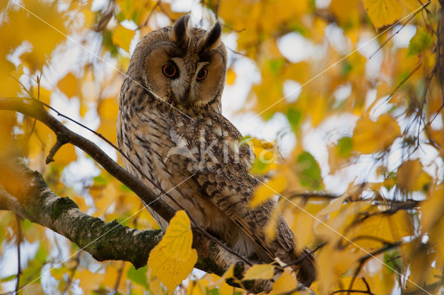 Long-eared Owl (Asio otus)