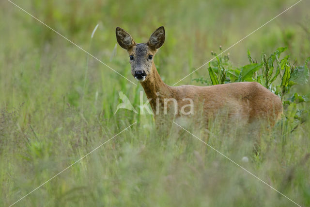 Roe Deer (Capreolus capreolus)