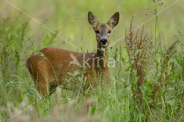 Roe Deer (Capreolus capreolus)