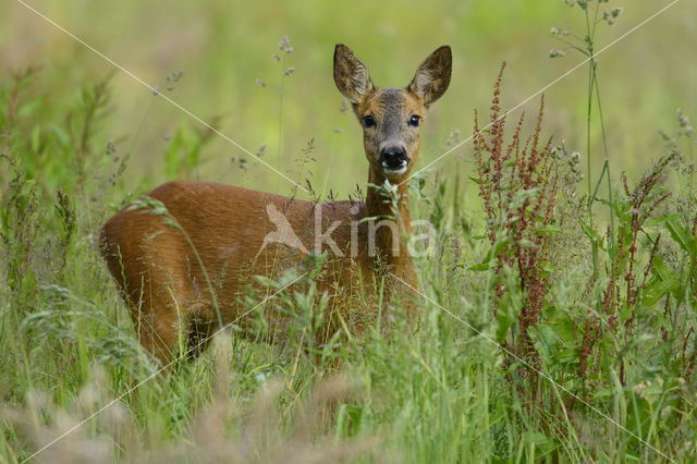 Ree (Capreolus capreolus)