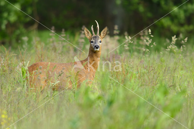 Roe Deer (Capreolus capreolus)