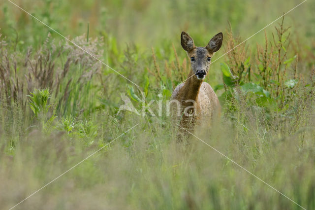 Roe Deer (Capreolus capreolus)