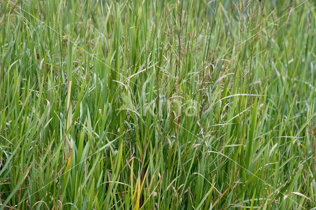 Common Reed (Phragmites australis)