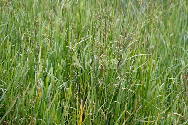 Common Reed (Phragmites australis)