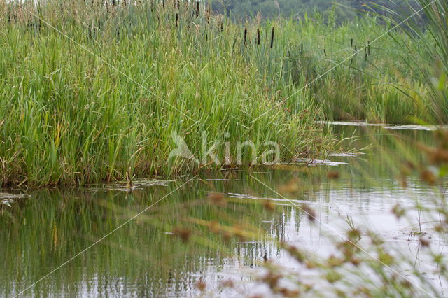 Riet (Phragmites australis)