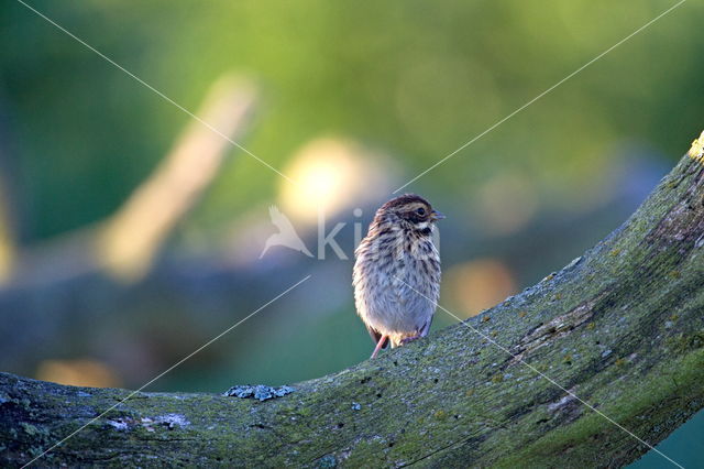 Rietgors (Emberiza schoeniclus)