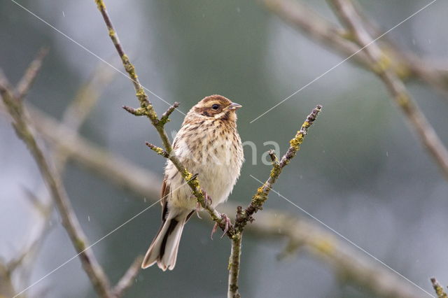 Reed Bunting (Emberiza schoeniclus)