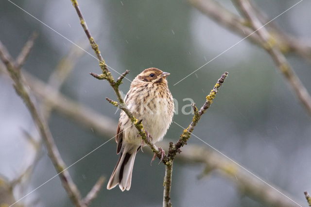 Rietgors (Emberiza schoeniclus)