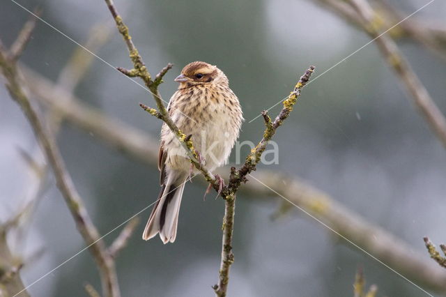 Reed Bunting (Emberiza schoeniclus)