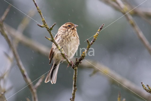 Rietgors (Emberiza schoeniclus)