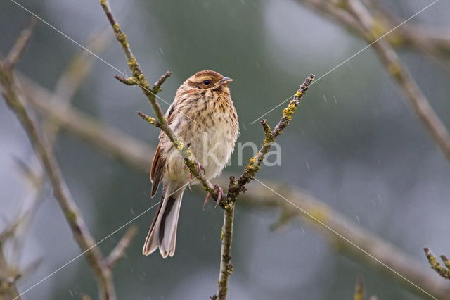 Reed Bunting (Emberiza schoeniclus)