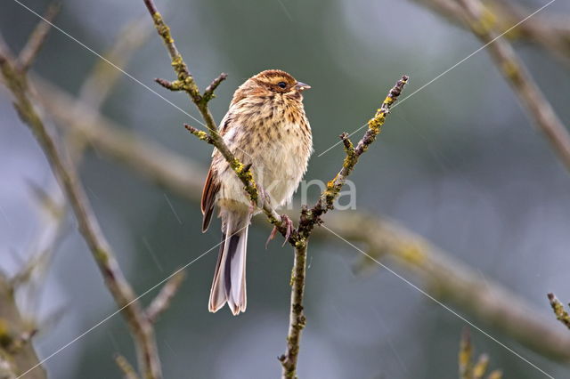 Rietgors (Emberiza schoeniclus)