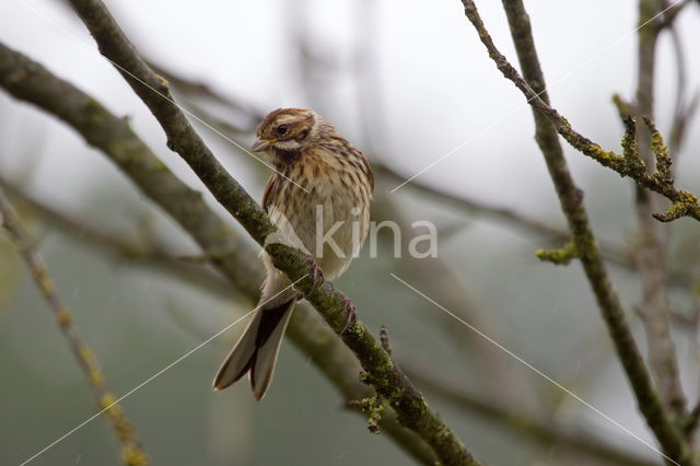 Rietgors (Emberiza schoeniclus)