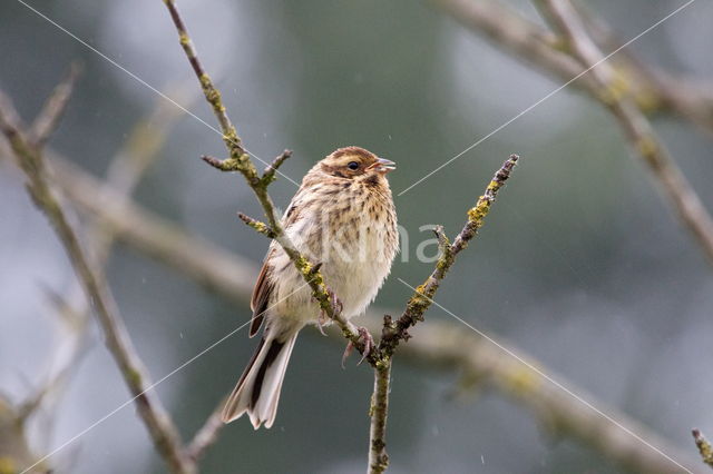 Reed Bunting (Emberiza schoeniclus)