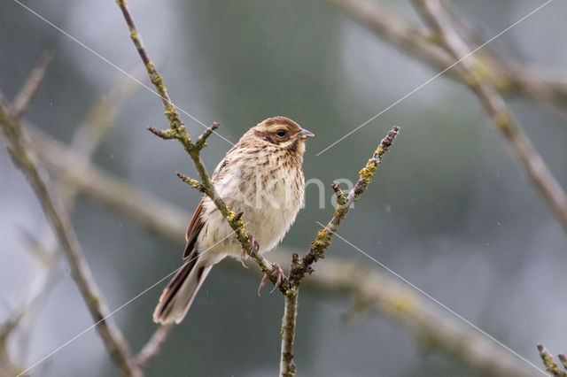 Reed Bunting (Emberiza schoeniclus)