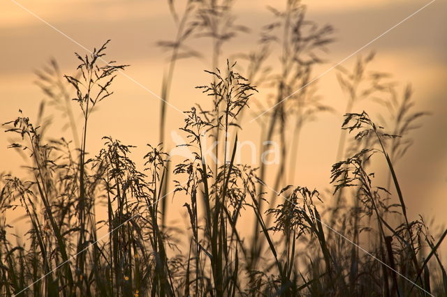 Rietgras (Phalaris arundinacea)