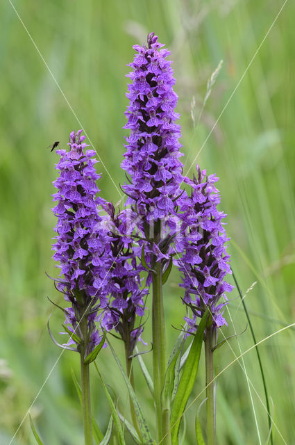 Rietorchis (Dactylorhiza praetermissa)