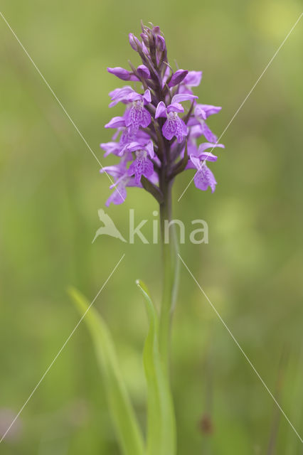 Southern Marsh-orchid (Dactylorhiza praetermissa)