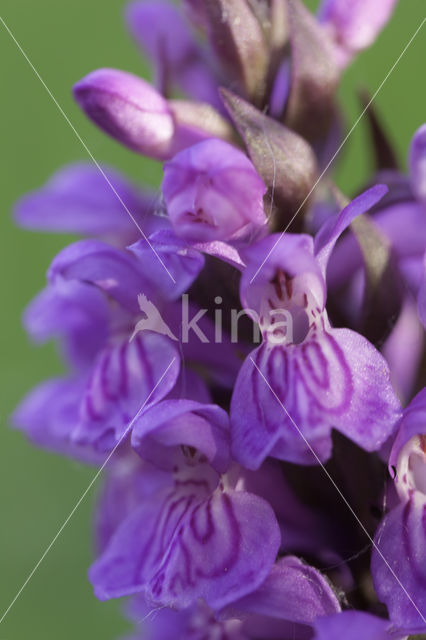 Southern Marsh-orchid (Dactylorhiza praetermissa)