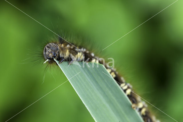 The Drinker (Euthrix potatoria)