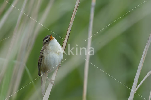 Rietzanger (Acrocephalus schoenobaenus)