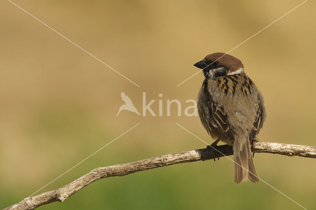 Eurasian Tree Sparrow (Passer montanus)