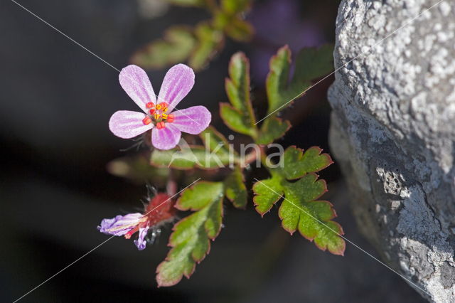 Robertskruid (Geranium robertianum)