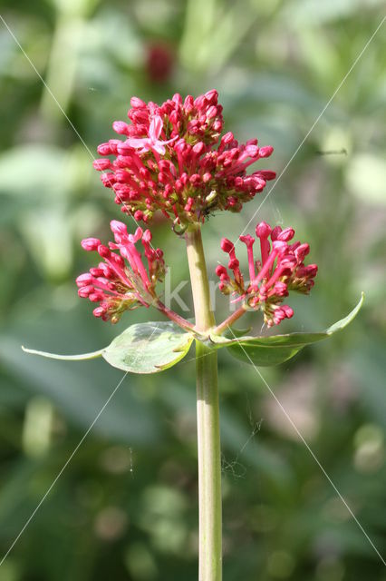 Red Valerian (Centranthus ruber)